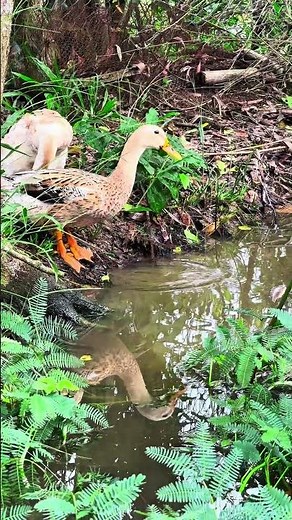 Ducks go go | Duck Relaxing