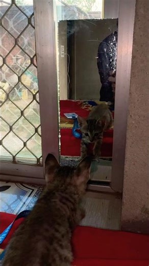 kitten meowing to attract cats