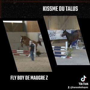 2 nouveaux cracks viennent de rejoindre l'écurie 🥰. Achetés aux ventes Fence Élite l'année dernière, Ils vont commencer leur préparation pour les cycles classiques 5 ans. Merci à Alain pour sa confiance. Ils sont également disponibles à la vente | Haras des Hayes