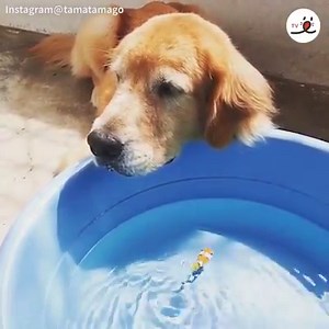 42K views · 1.3K reactions | Cat's reaction to fish VS Dog's reaction to fish藍 | PECO | Facebook