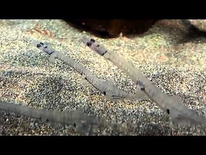 Facts: The Japanese Icefish