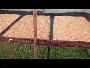 Nice Maize hydroponic Fodder