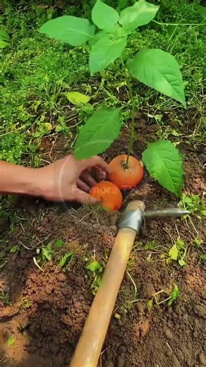 Seedling Planting: The Ultimate Rhythmic Fruit Setting! 🍅🌱 #farmoratv #nature #asmr