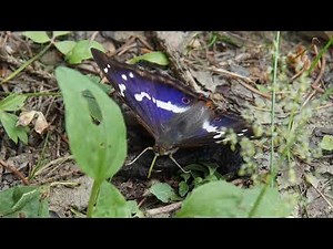 Purple Emperor Butterfly