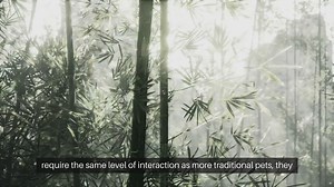 Caring for Pet Insects