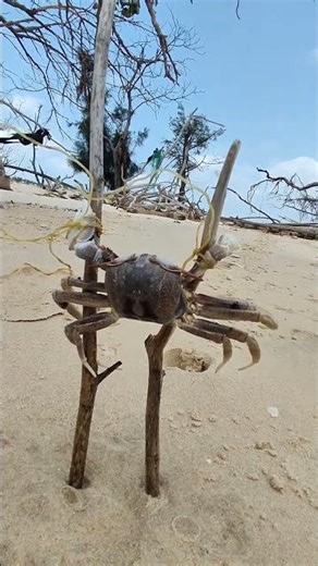Escape to the Ocean: A Beachcombing Adventure
