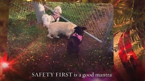 2.9K views · 103 reactions | PLEASE SHARE With tomorrow being our last adoption event for 2017 and we close in on placing almost 600 dogs this year in loving homes, please remember the important messages captured in this inspired video, created by one of our very special fosters.  | Lap Dog Rescue of New Mexico | Facebook