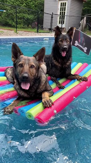 Making A Floatie For Our Big Dogs ☀️ - #dog #gsd #germanshepherd #dogreels #cute #summer #pool #fyp #foryou #foryoupage