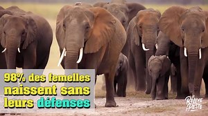 22K views · 416 reactions | Le braconnage systématique des éléphants...