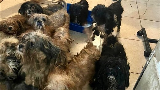 Local groups rescue 53 dogs from hoarding situation in Miami