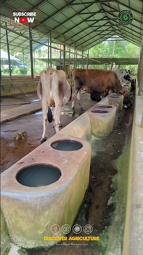 New Cow Water Drinker System