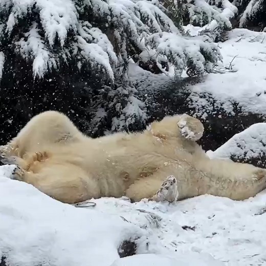 【公式】横浜市立よこはま動物園ズーラシア | 今朝、展示場に出てすぐの #ホッキョクグマ のイッちゃんの様子です。 全身で雪を楽しんでいました♪ #ズーラシア #ZOORASIA #PolarBear #絶滅危惧種 #世界一周の動物旅行 #雪の動物園 ************************* Yokohama... | Instagram