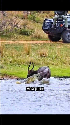 Why does Waterbuck always runs to water whenever chased by a predator?