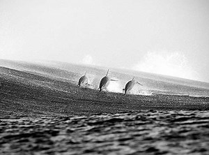 Dolphin Slaughter in Taiji, Japan | The Inertia