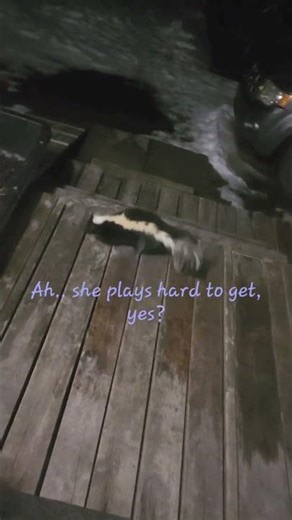 🇨🇦 Skunked