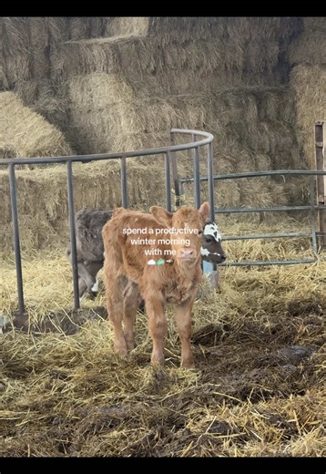 spend a productive winter morning with me ☁️💌🧚🏼‍♀️🧺🧼⭐️🌹💕 *sunday reset edition* my favourite day of the week came round again and i absolutely love a big old reset to set me up for the week ahead ☁️☁️🧺🧺🧼🧼 the morning agenda: 🛏️ strip bed (always get lots of qs on the sheets - the gingham ones are dunelm!!) 🧼 put two loads of washing on ☕️ morning coffee & brekkie ☁️ give room a tidy & hoover 🧽 clean shower (didn’t film this but can confirm it was done!!) was just so satisfying and 