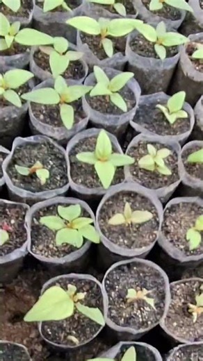 The phenomenon of potato surface rot or root rot is caused by feces.