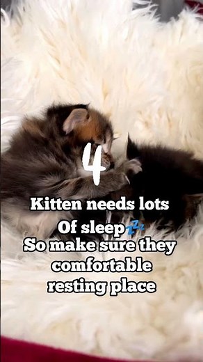 Kitten care made easy: Expert advice for first-time owners