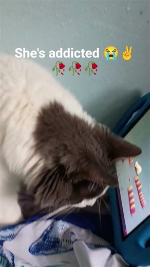 using my lil brothers tablet