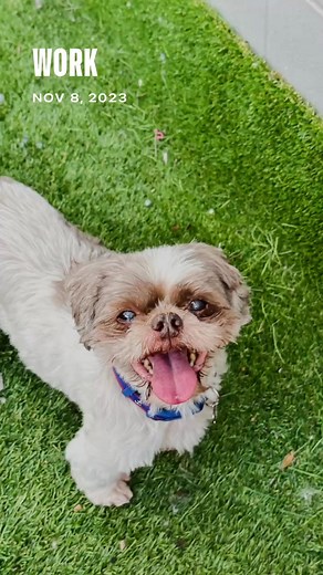 Loving play at Fancy Pets Outdoors area ❤️殺 | Fancy Pets | Facebook