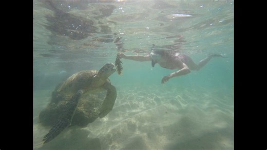 Sea turtles, clear water, and happy guests — perfect morning in paradise! 🌴🐢 I offer guided snorkeling and diving trips around Ahangama, Thalpe & Unawatuna. Book your ocean adventure with me! 🤿✨ 👉 Follow for more underwater moments. #SeaTurtle #TurtleSnorkeling #SnorkelingSriLanka #SriLankaTurtles #UnderwaterAdventur | Discovery Scuba Diving with Pasindu
