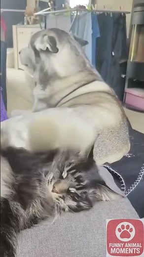 “Dogs vs Cats: 🐾PAWS down FUNNY!!” #like #subscribe
