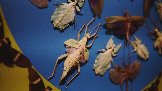 Artist uses thousands of exotic bugs to create masterpieces at Museum of Fine Arts