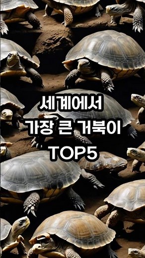 세계에서 가장 큰 거북이 TOP5