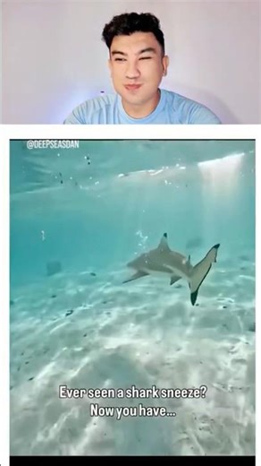 Burping shark 🦈 Try Not To Laugh 🤣🤣🤣#trynottolaugh #fypシ゚viral #tiktok #shark #funny #viral