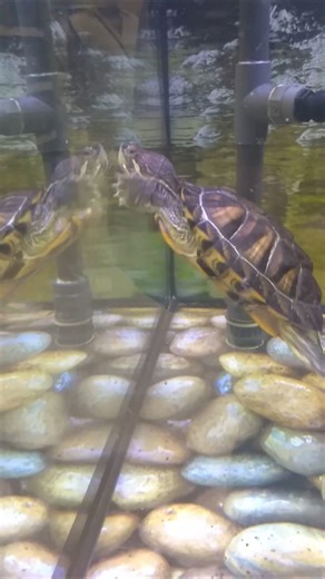 this turtle thinks his reflection is another turtle