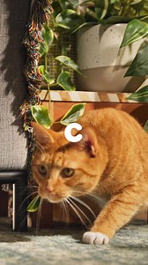 With Chewy, get your cat's mealtime match, like Weruva with high quality ingredients at a great price. | Chewy