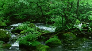 Lake Towada, which runs across both Aomori and Akita prefectures, is a scenic spot that represents the Tohoku area. It has also been designated as a national park. The Oirase Gorge which flows out of Lake Towada has been designated as a special scenic spot and natural monument, and it is packed with highlights! If you walk along the 14km trail from Yakeyama to Konoguchi, you can fully enjoy the sights and sounds of Japan, like the beautiful fresh greenery, the murmuring of the river and the soun