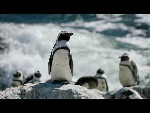 South African Penguins