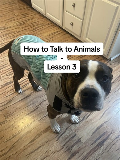 #animalcommunication #animalcommunicator #telepathy #psychicabilities #petpsychic