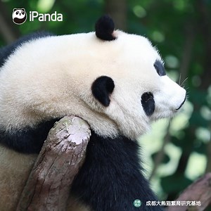 86K views · 6.7K reactions | It’s blue Monday again, I don’t wanna work! How can I survive the long workdays? #HiPanda #PandaTime | iPanda | Facebook