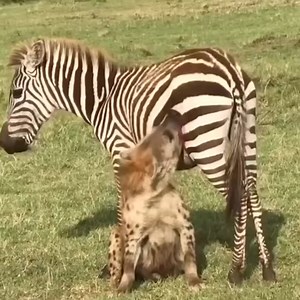 51K views · 248 reactions | The zebra should bite him as well book asafari with us today and enjoy such sceneries #RealAfricaTravel | Real Africa Travel | Facebook