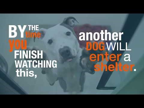 Every 10 Seconds, a Dog Enters a Shelter.