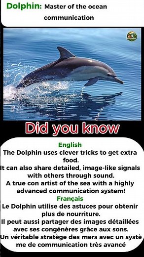 How Dolphins Talk Like Humans?!
