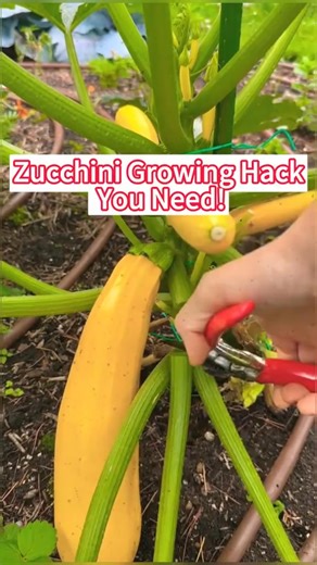 Want bigger zucchini? Prune like this!#ZucchiniTips#GardenHack#PruneForYield | Agriculture 9.9 | Facebook