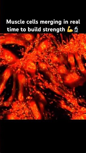 Muscle cells merging in real time to build strength 💪🔬