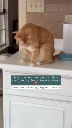 austin cats & dogs rescue