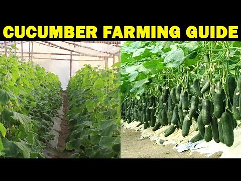 Cucumber Farming / Cucumber Cultivation | How To Grow Cucumber | PLANTING, GROWING, AND HARVESTING