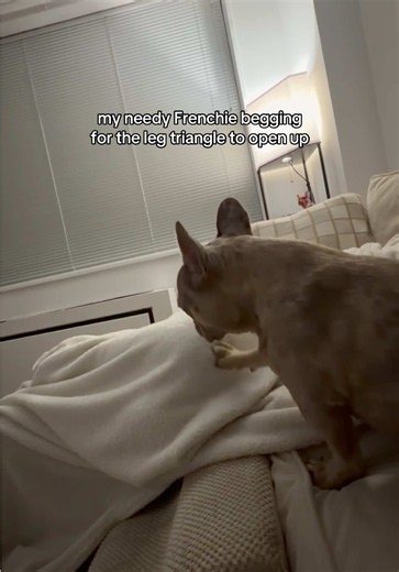 Needy Frenchie Begging for Leg Hammock — Cute French Bulldog Moment