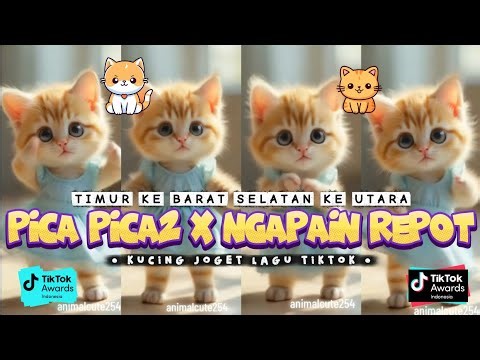 PICA PICA 2 X WHY BOTHER CUTE CAT VERSION INDONESIA