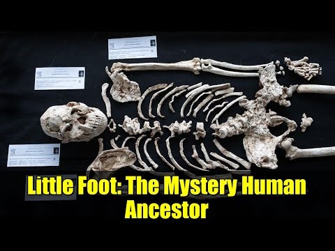 Little Foot: The Mystery Human Ancestor | Science News 2025