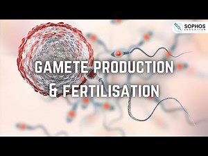 Gamete Production and Fertilisation