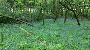 Low flight through bluebell woods with carpet of bluebells and vibrant Spring green of the trees