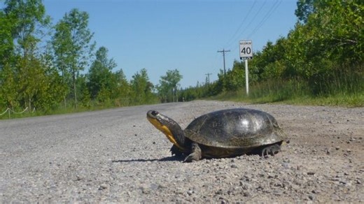Turtle travel research aims to help reptiles cross the road safely