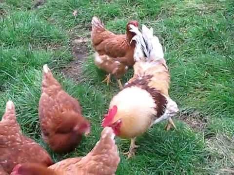 LOHMANN CHICKENS HYBRID LARGE FOWL.GREAT LAYERS AND PETS