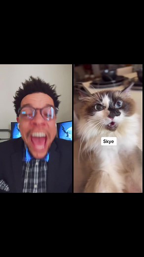 Reply to @therealmonaaaaa #duet with @dontstopmeowing Skye looks devastated 😭 #dapperreactions #laughwithme #hahahowse